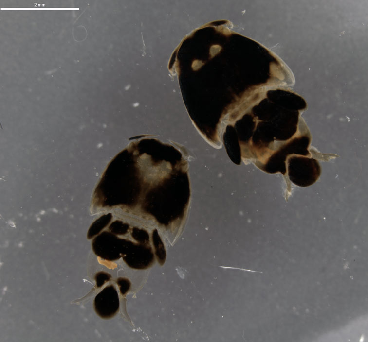 Two specimens of Pandarus rhincodonicus collected from a whale shark at Ningaloo Reef.