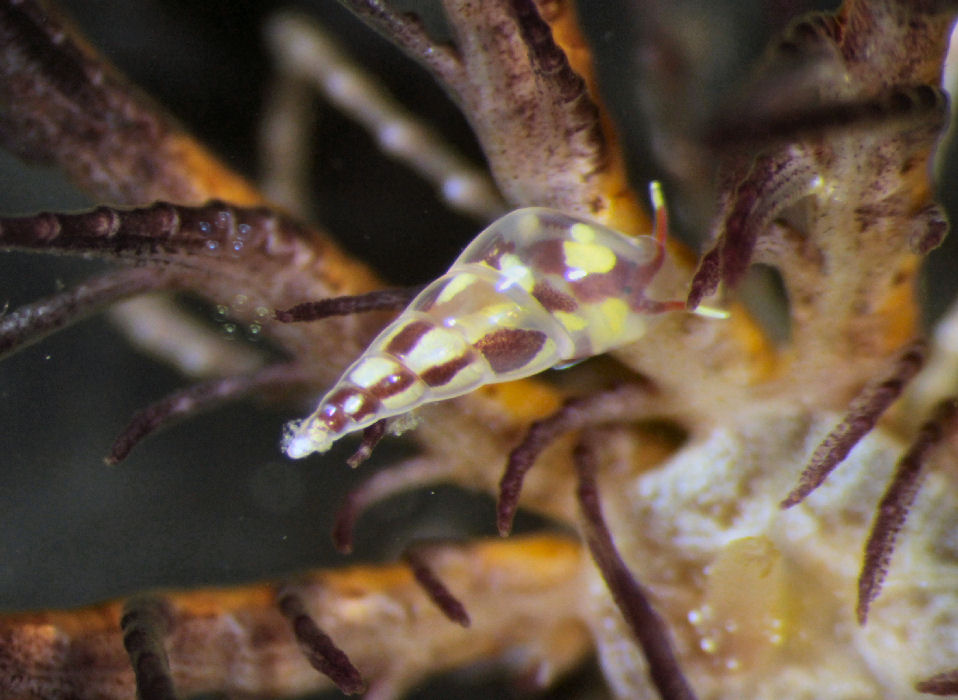 a tiny marine snail with a pointy shell on an feather star