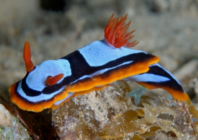 A bright blue and orange sea slug on a rock under water
