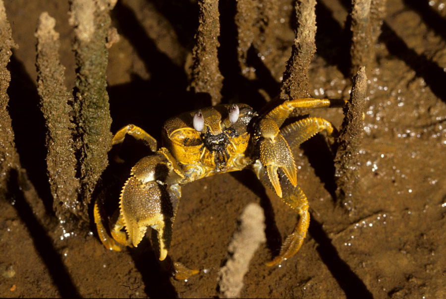 Golden Ghost Crab walking through the mangrove forests