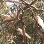 Charles Darwin Reserve