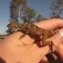 Charles Darwin Reserve