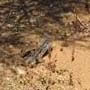 Charles Darwin Reserve