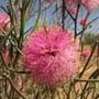 Charles Darwin Reserve