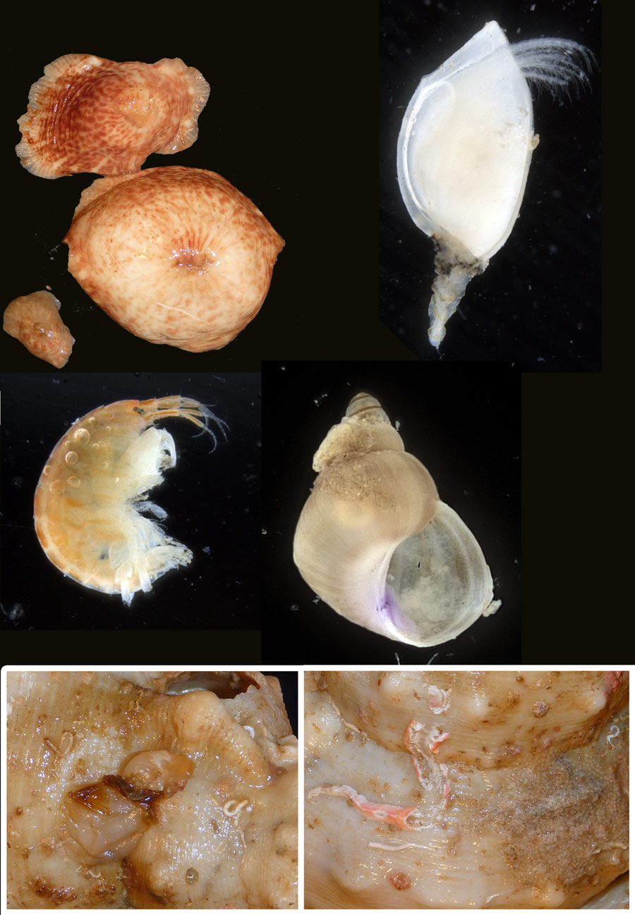 Photos of Barnacle, Snail, Tubeworm and Lace Coral
