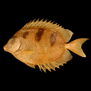 A preserved type specimen of fish