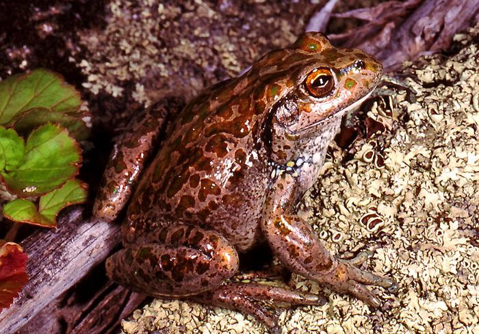 Spotted-thighed Frog | Western Australian Museum