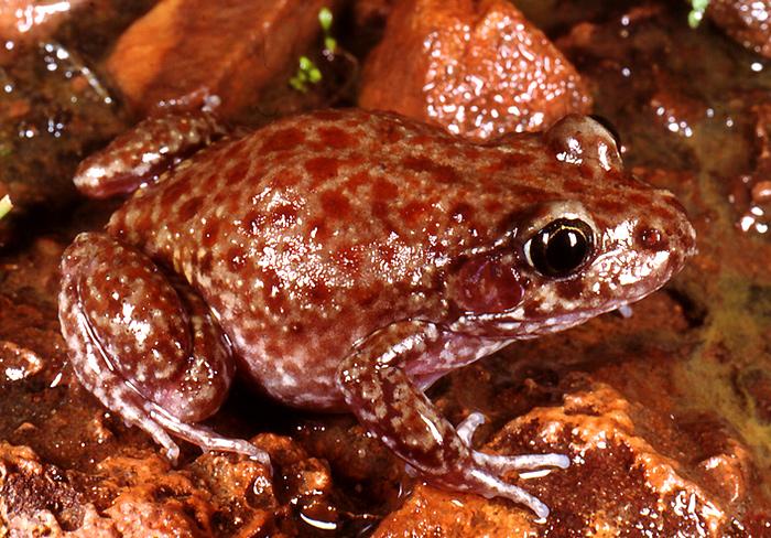 Carpenter Frog | Western Australian Museum