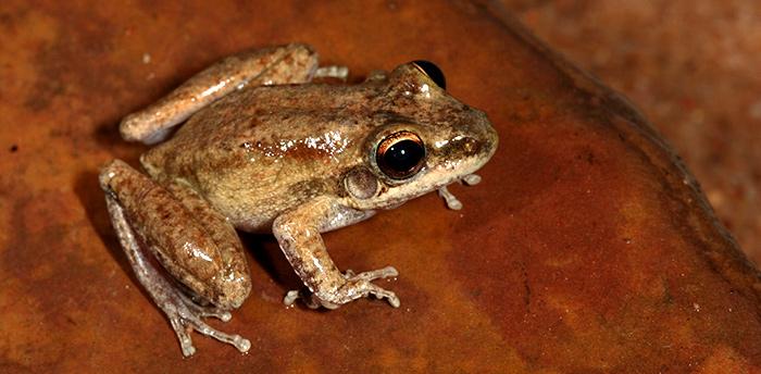 Chattering Rocks Chattering Rock Frog | Western Australian Museum
