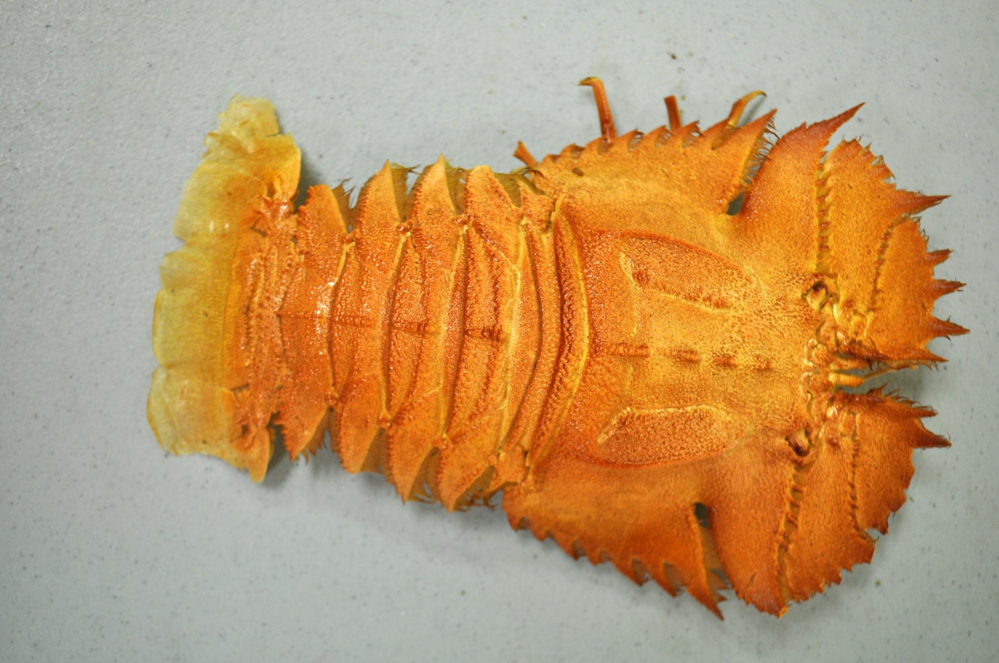 A behindthescenes look at our crustacean collection Western Australian Museum