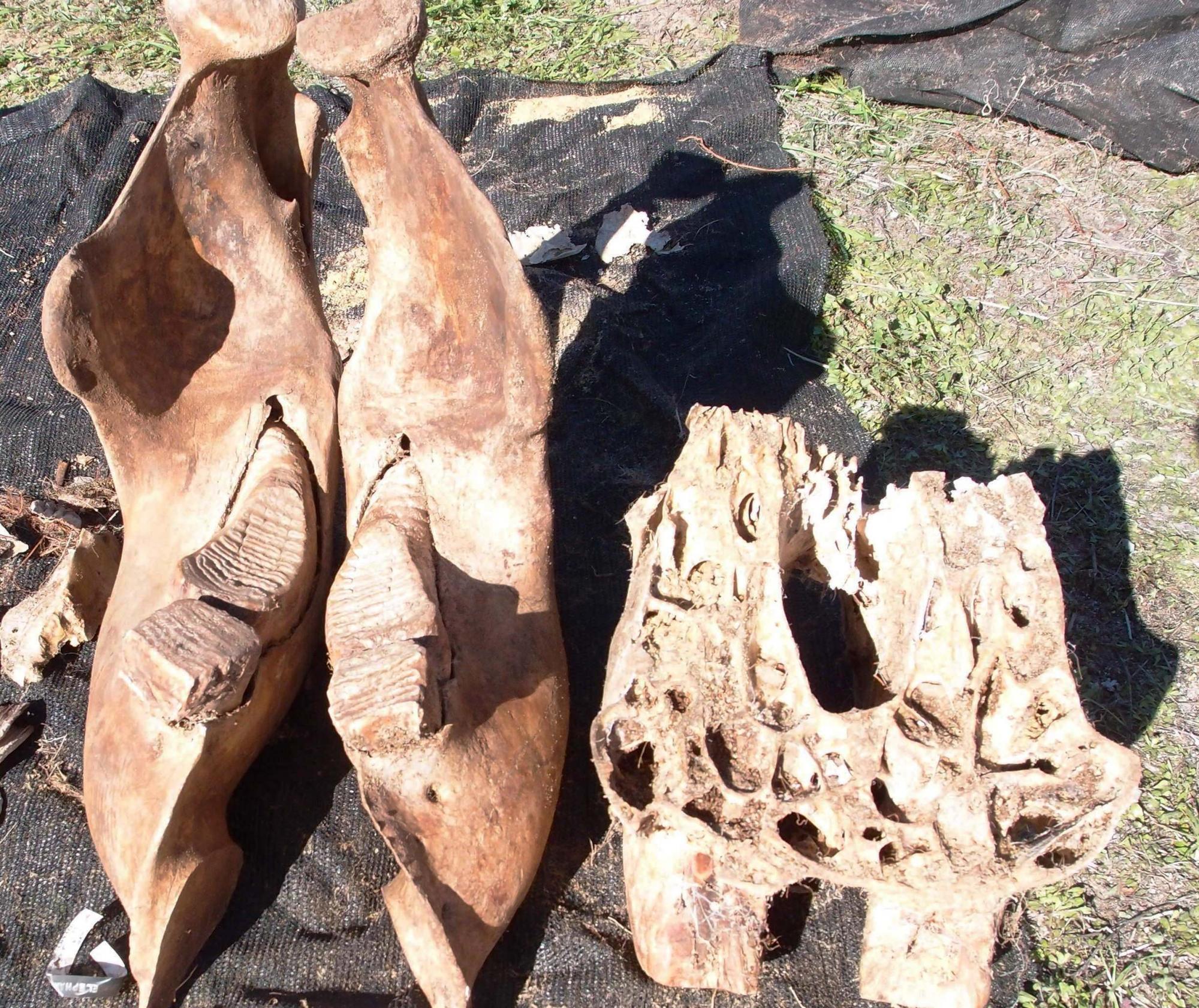 Bone Hunters at the Museum | Western Australian Museum