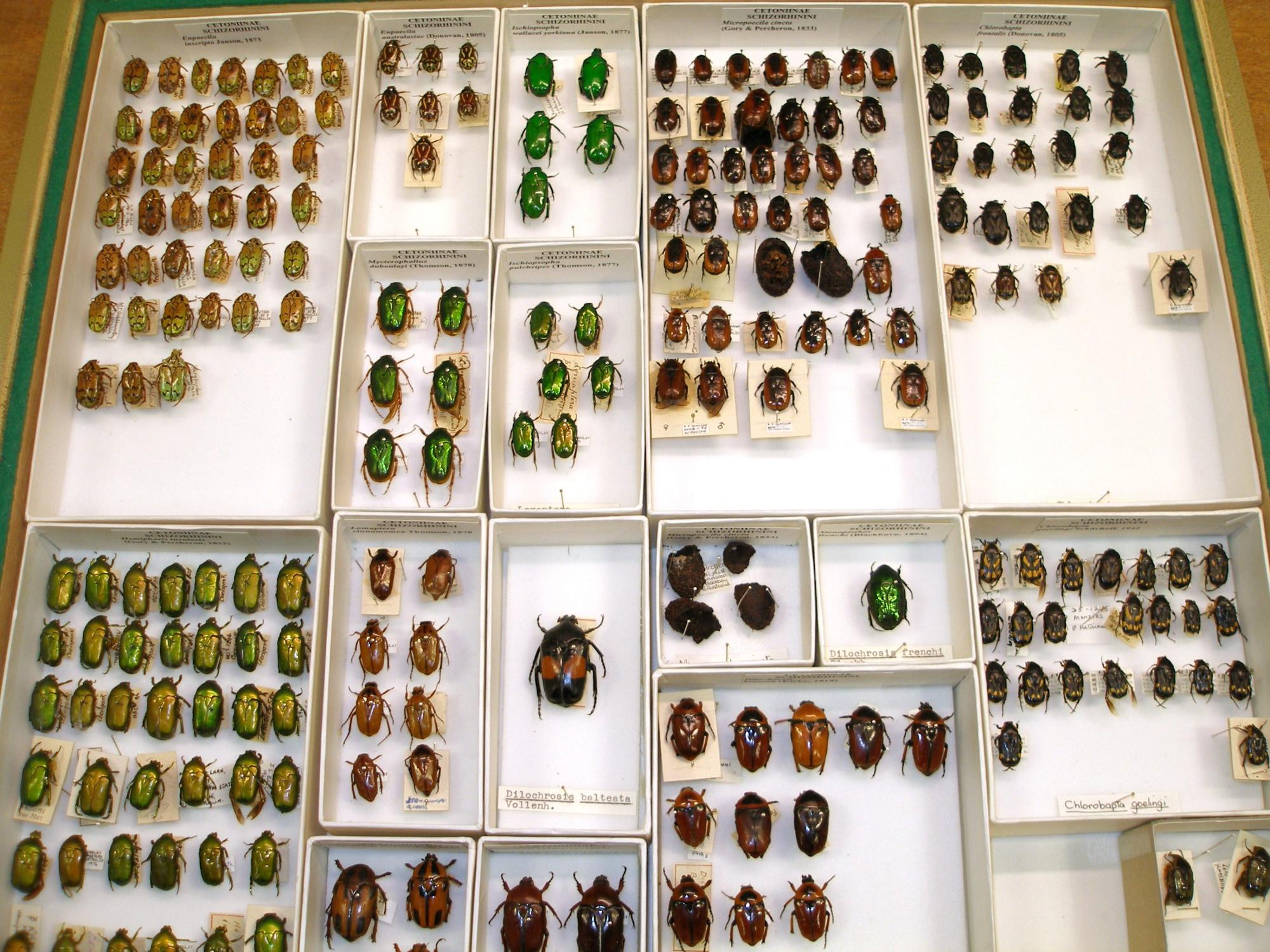 A behindthescenes look at our insect collection Western Australian