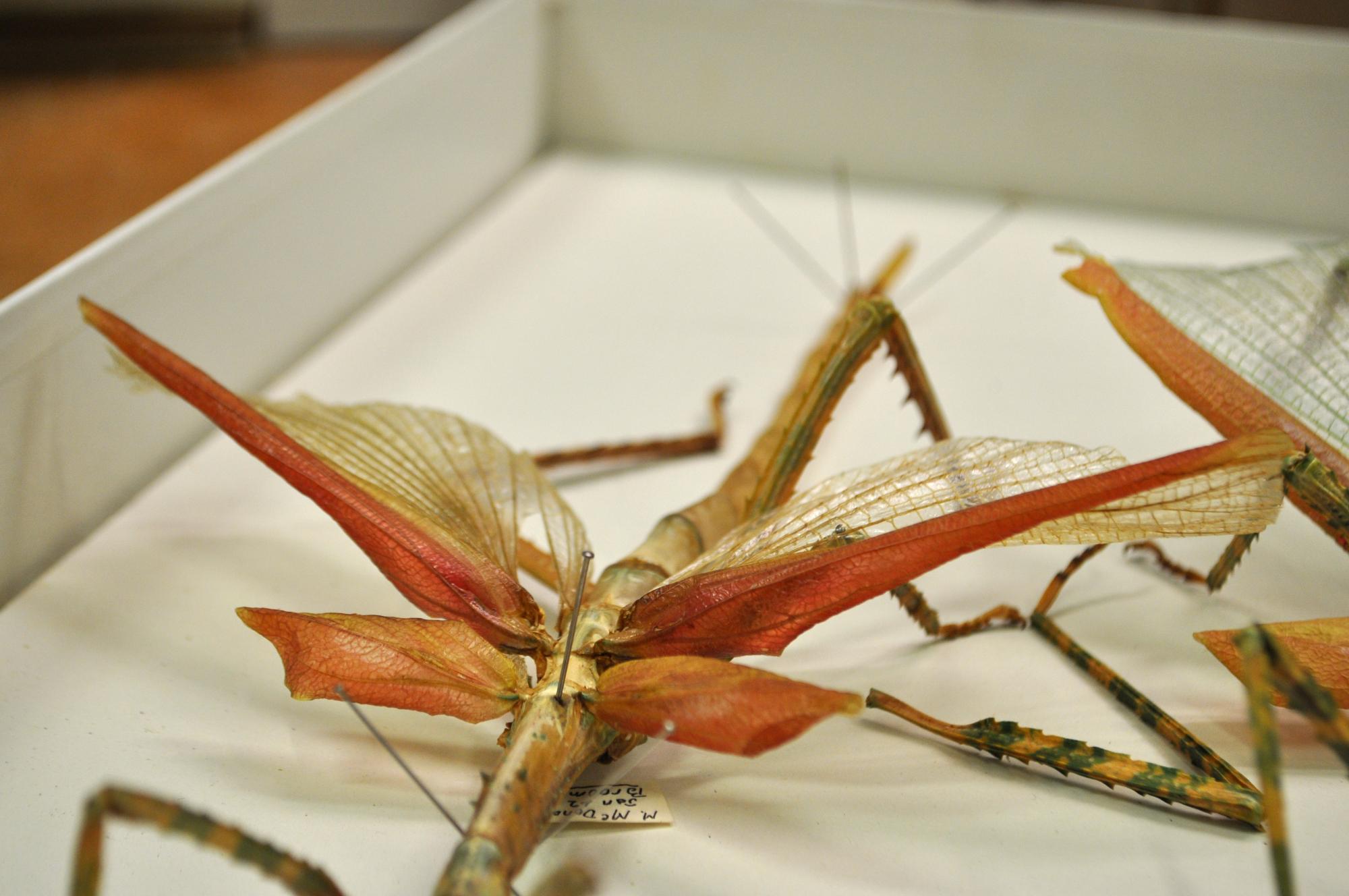 A behindthescenes look at our stick insect collection Western