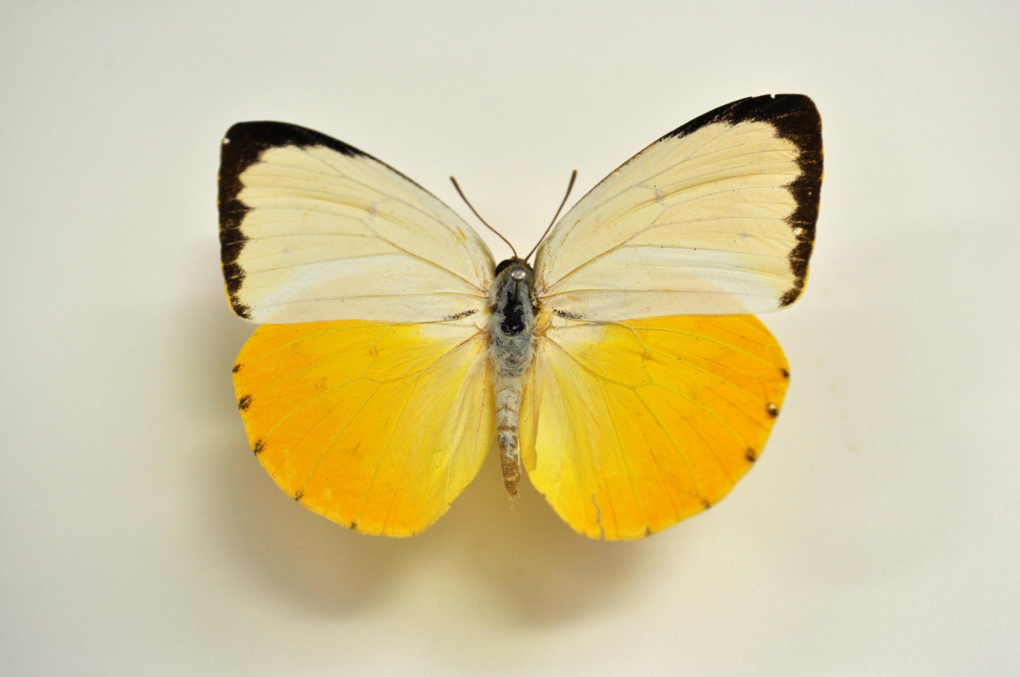 A behindthescenes look at our butterfly collection Western