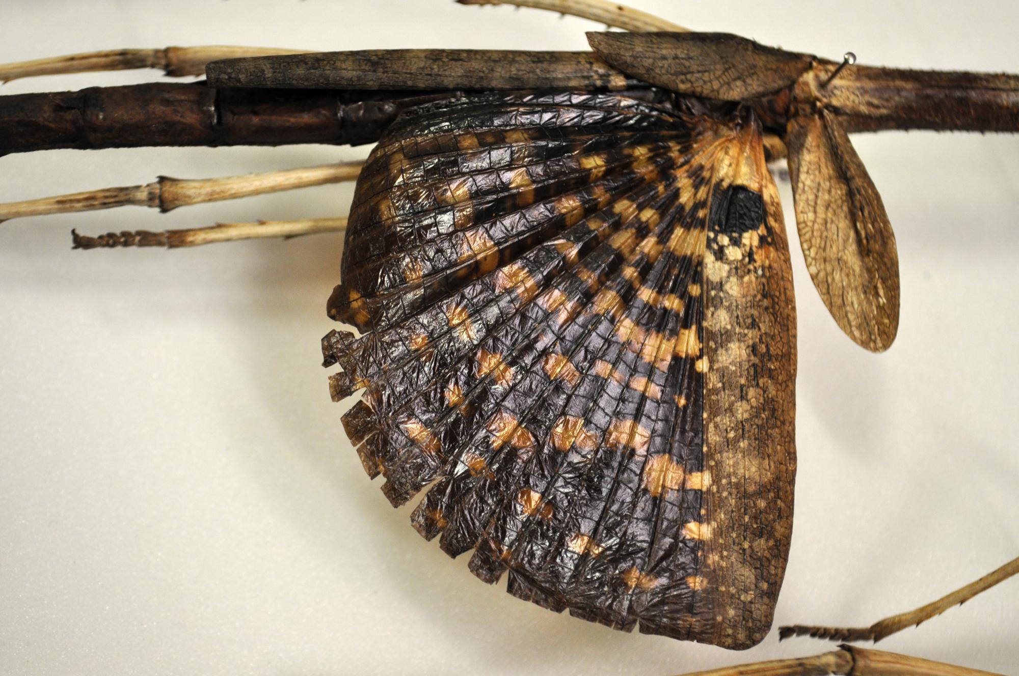 A behindthescenes look at our stick insect collection Western