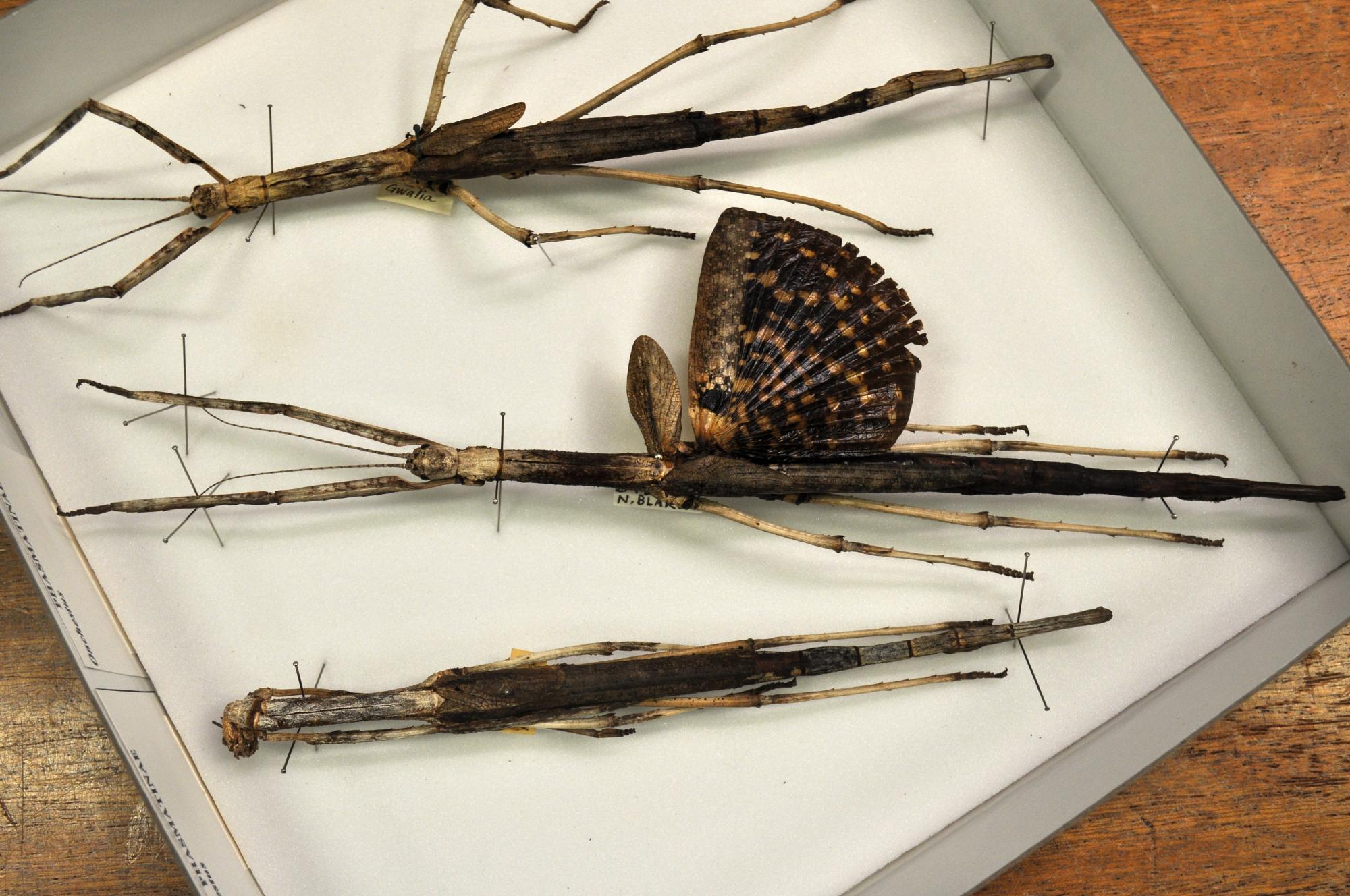 A behindthescenes look at our stick insect collection Western