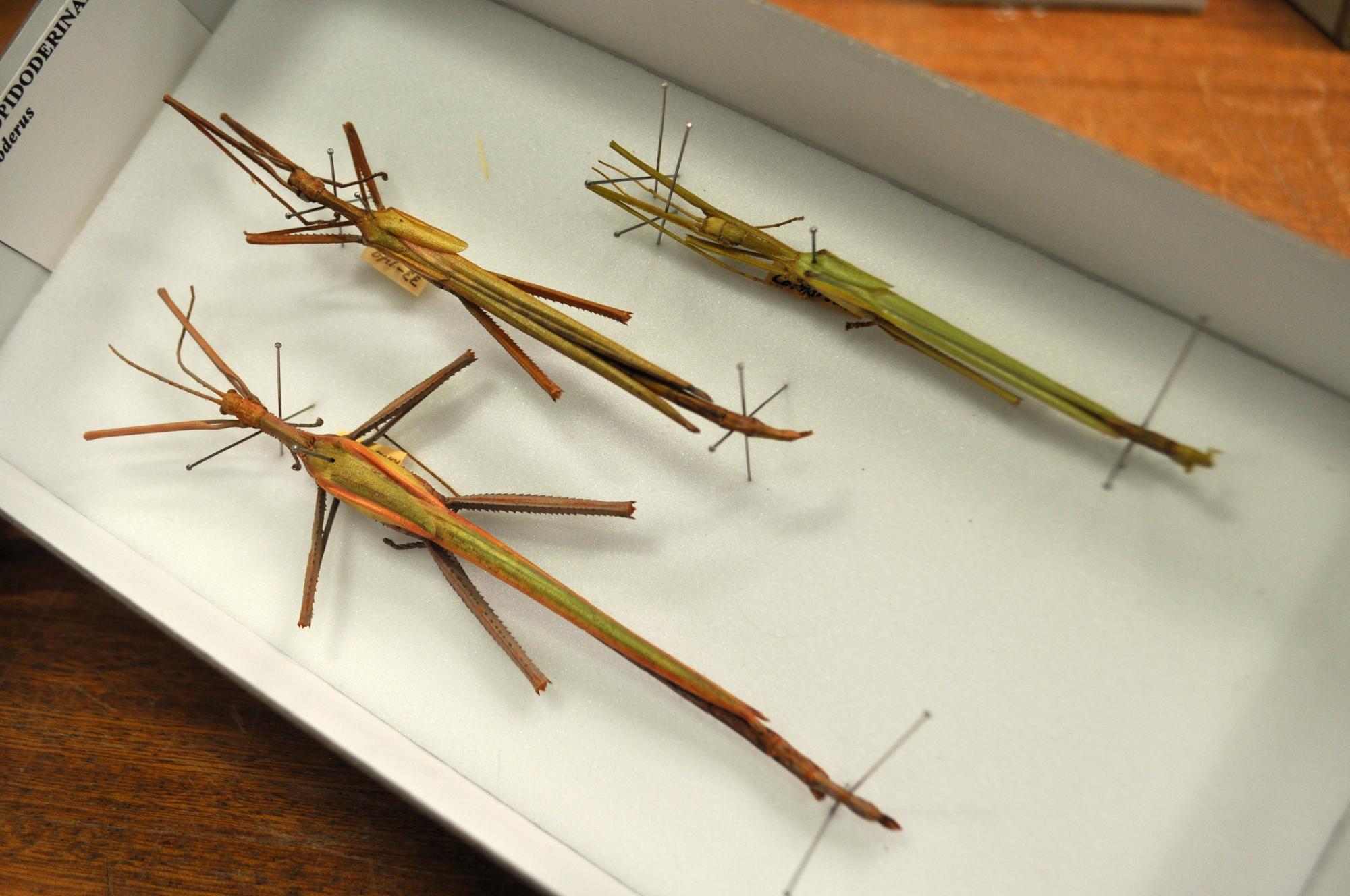 A behindthescenes look at our stick insect collection Western