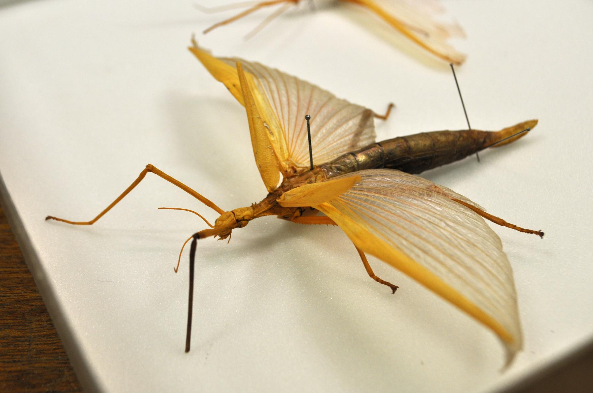 A behindthescenes look at our stick insect collection Western