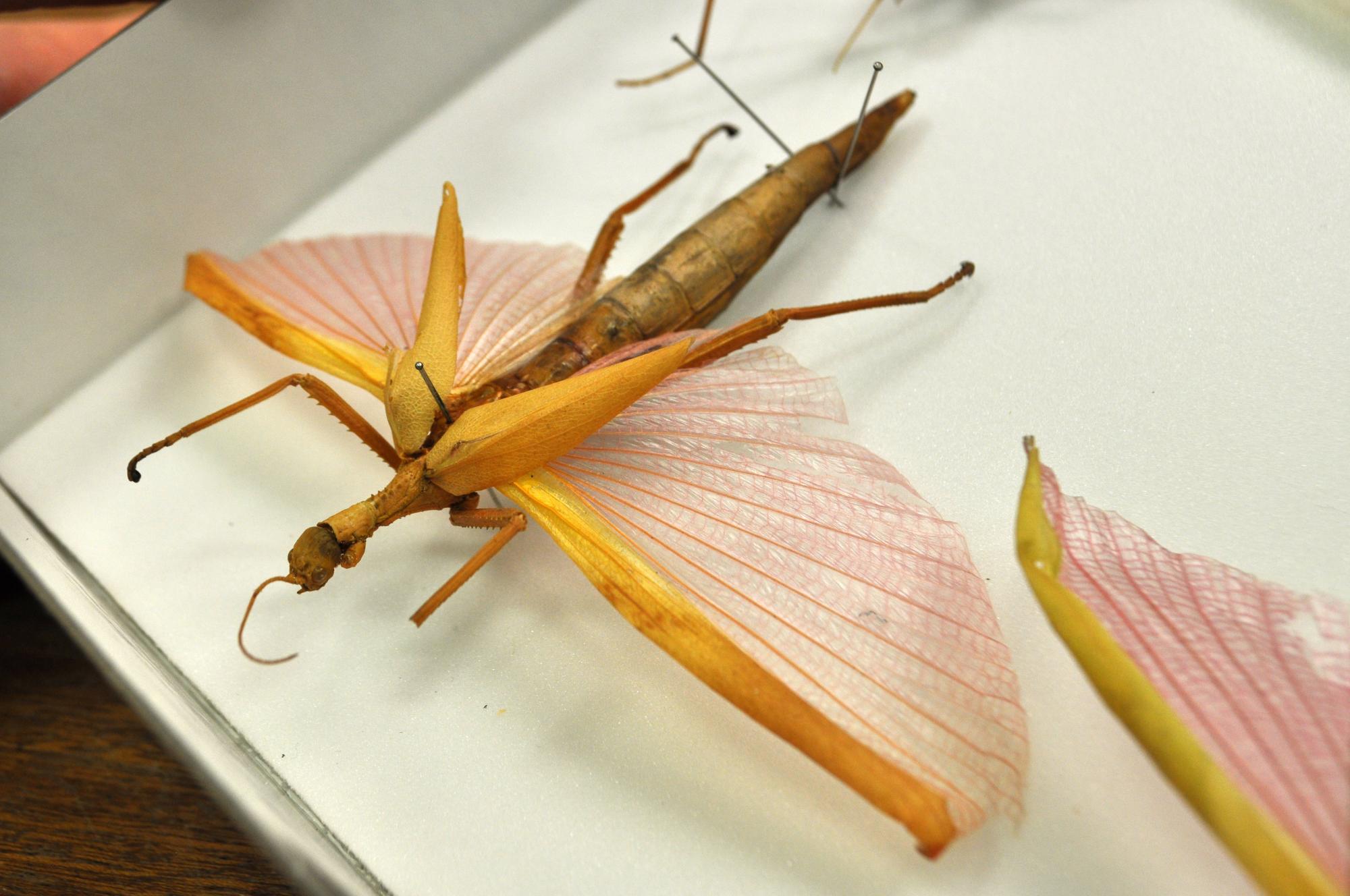 A behindthescenes look at our stick insect collection Western