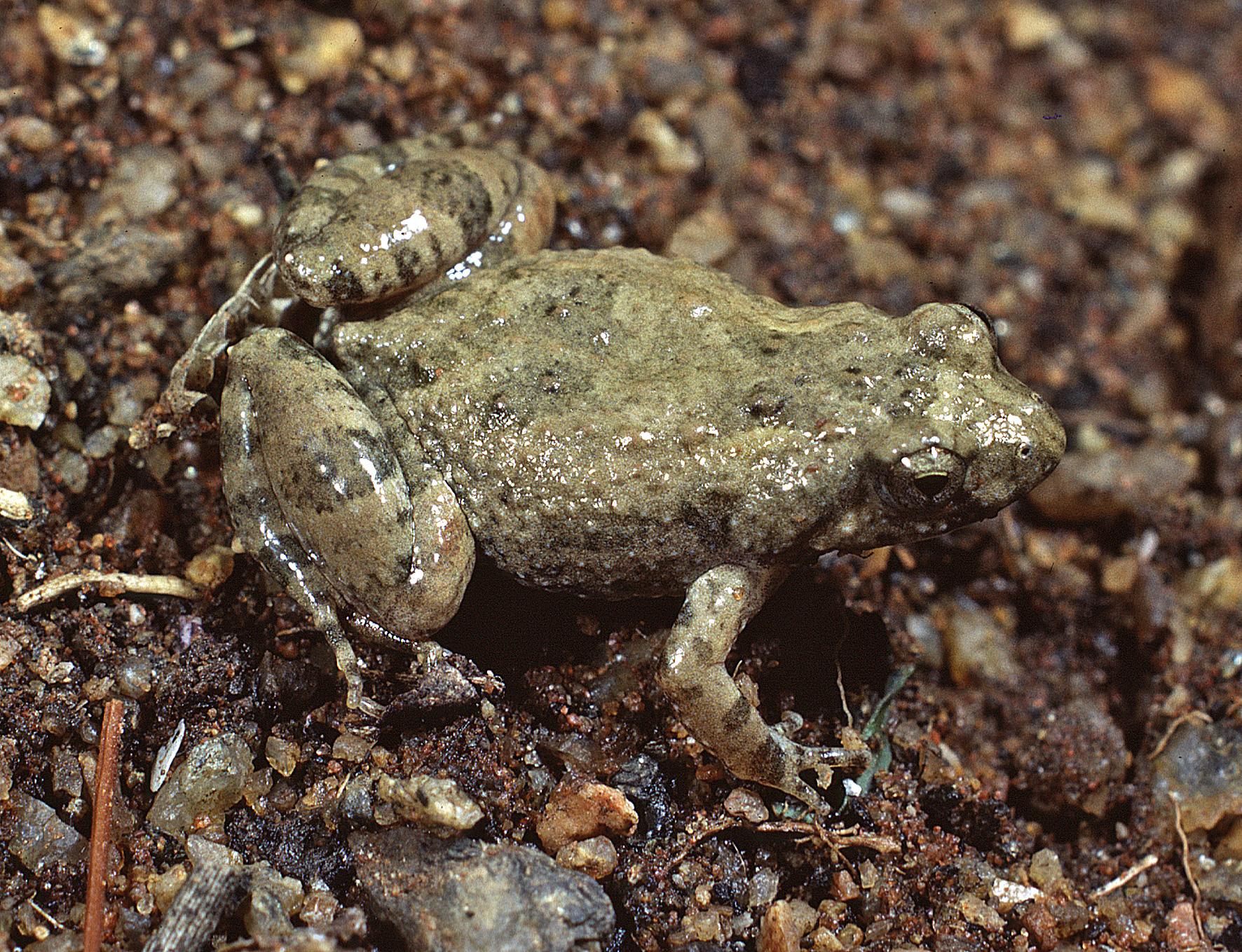 Chirping Froglet | Western Australian Museum
