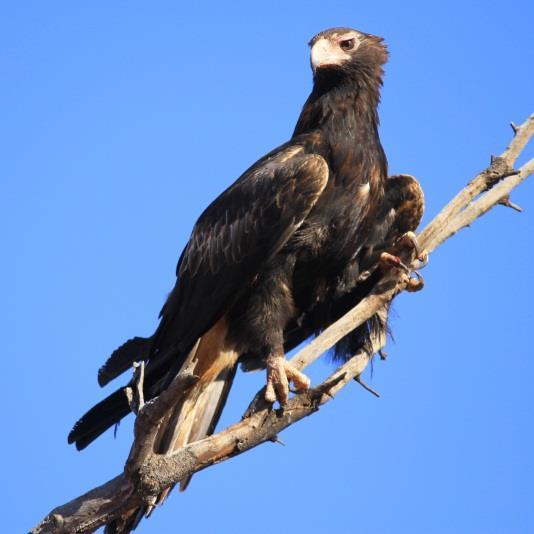 Wedgetailed Eagle Western Australian Museum