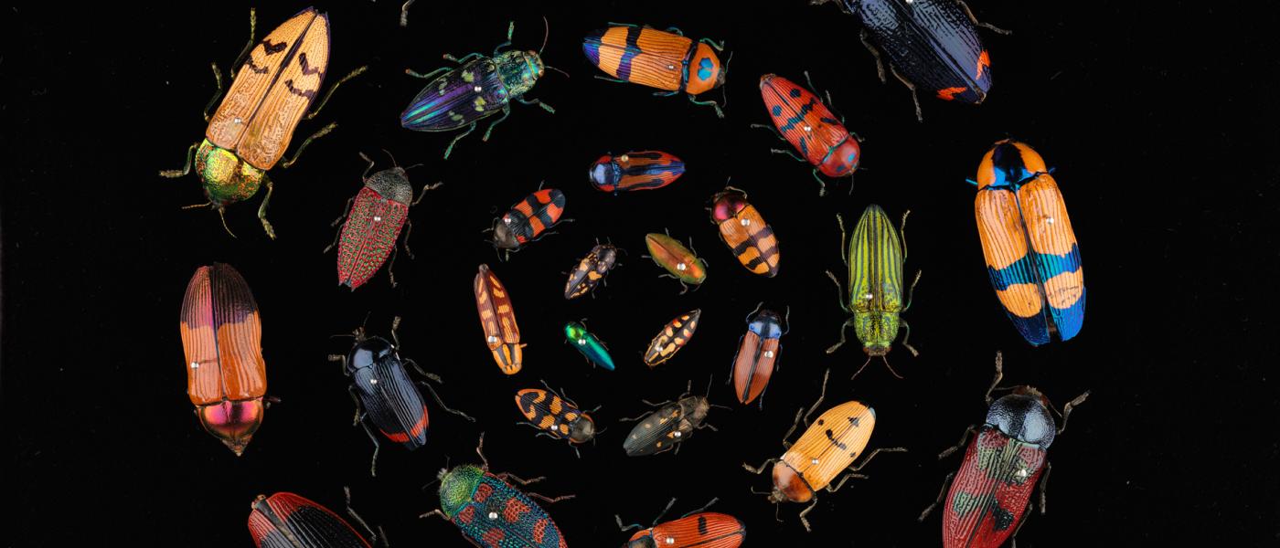 Many beetles of different sizes and colours arranged in circles