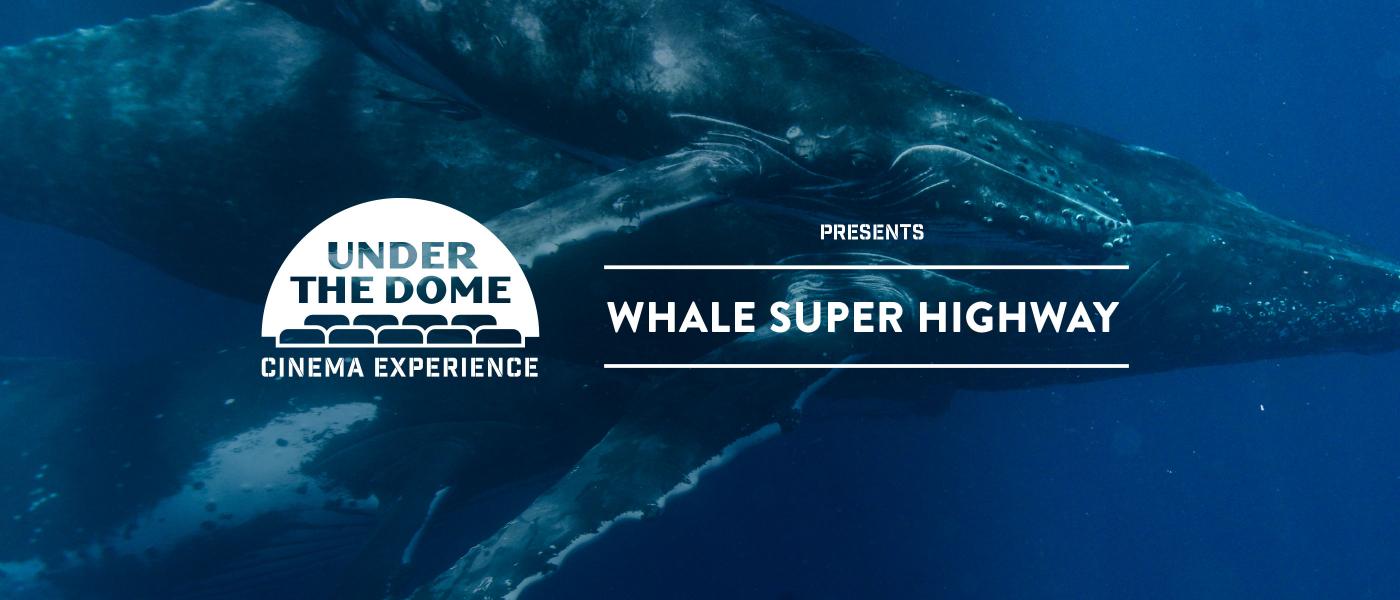 Under the Dome now showing at WA Maritime Museum