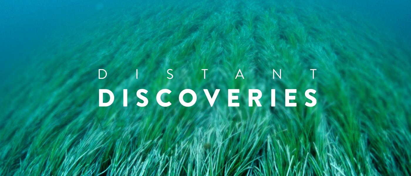 Distant Discoveries - Shipwrecksw Museum - underwater