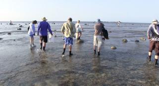 Scientist walking across a reef studying the ground for specimens