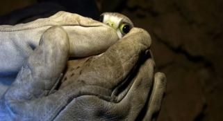 A lost kestrel, handled by a scientist