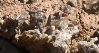 A sharks tooth from the age of the dinosaurs