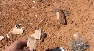 Mikael Siversson hand holding a piece of fossilised wood in the Australian outback