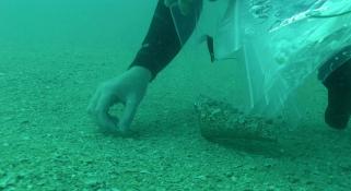 Gathering shells from the sea floor