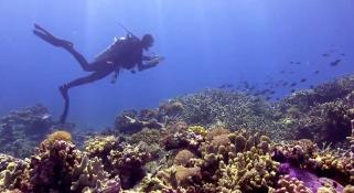 Scuba diver swimming above Kimberley reef