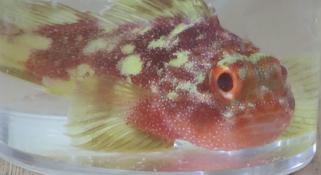 Yellow Spotted Scorpion fish in a glass jar