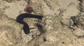 A sea cucumber on the sea shore