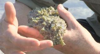 A scientists handling a sea slug