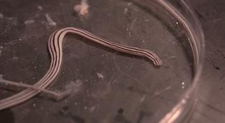 A long ribbon worm in a jar