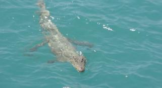 A crocodile swimming