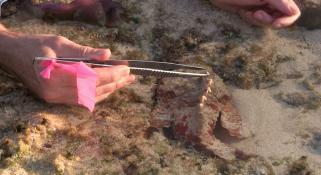 Glenn Moore closely examining a reef