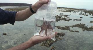 An Octopus swimming in a plastic bag