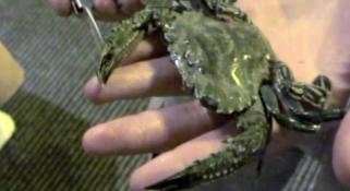 A large crab resting on a man's hand