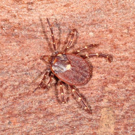 Image of a Common Kangaroo Tick