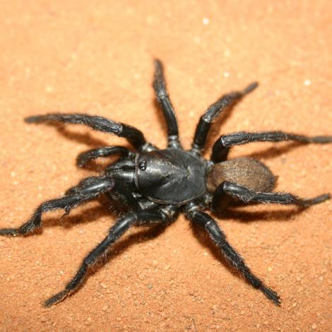 Image of a Black Wish-bone Spider