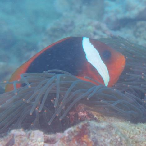 Image of an Australian Anemonefish