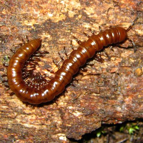 Image of a Marri Keeled Millipede