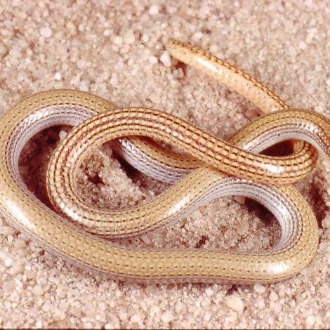 Image of a Sand-plain Worm Lizard