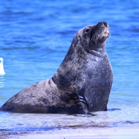 Image of an Australian Sea Lion