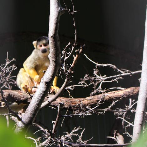 Bolivian Squirrel Monkey