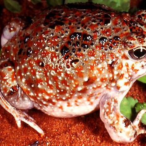 Image of a Desert Spadefoot